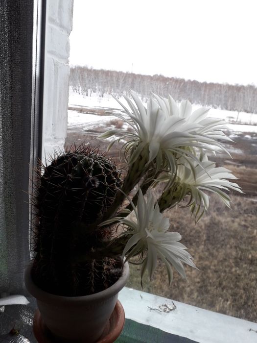 Продам  КАКТУС цветущий