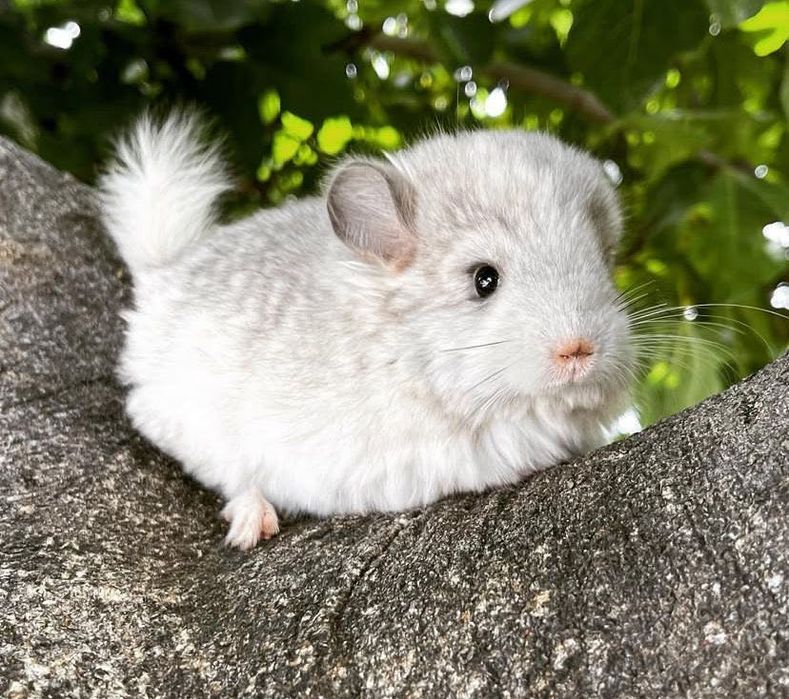 Pui de chinchilla cincila chinchila sinsila