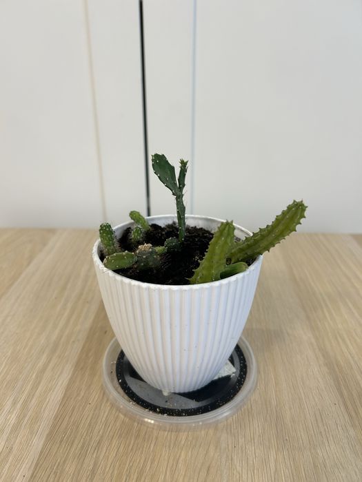 Кактусы ассорти комнатные цветы