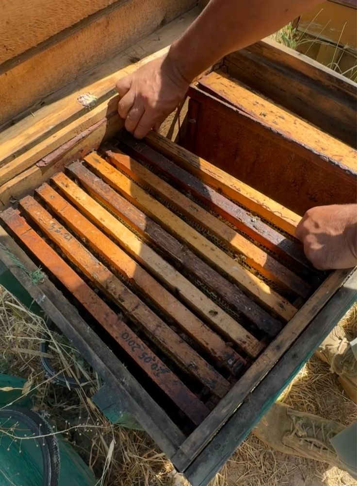 *Акция Мёд , Акция Асал , Sale Honey