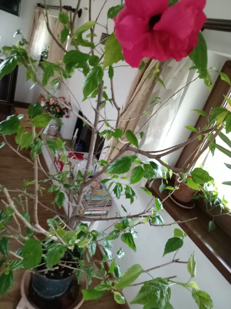 Plante decorative - trandafiri japonezi roșu și cyclam