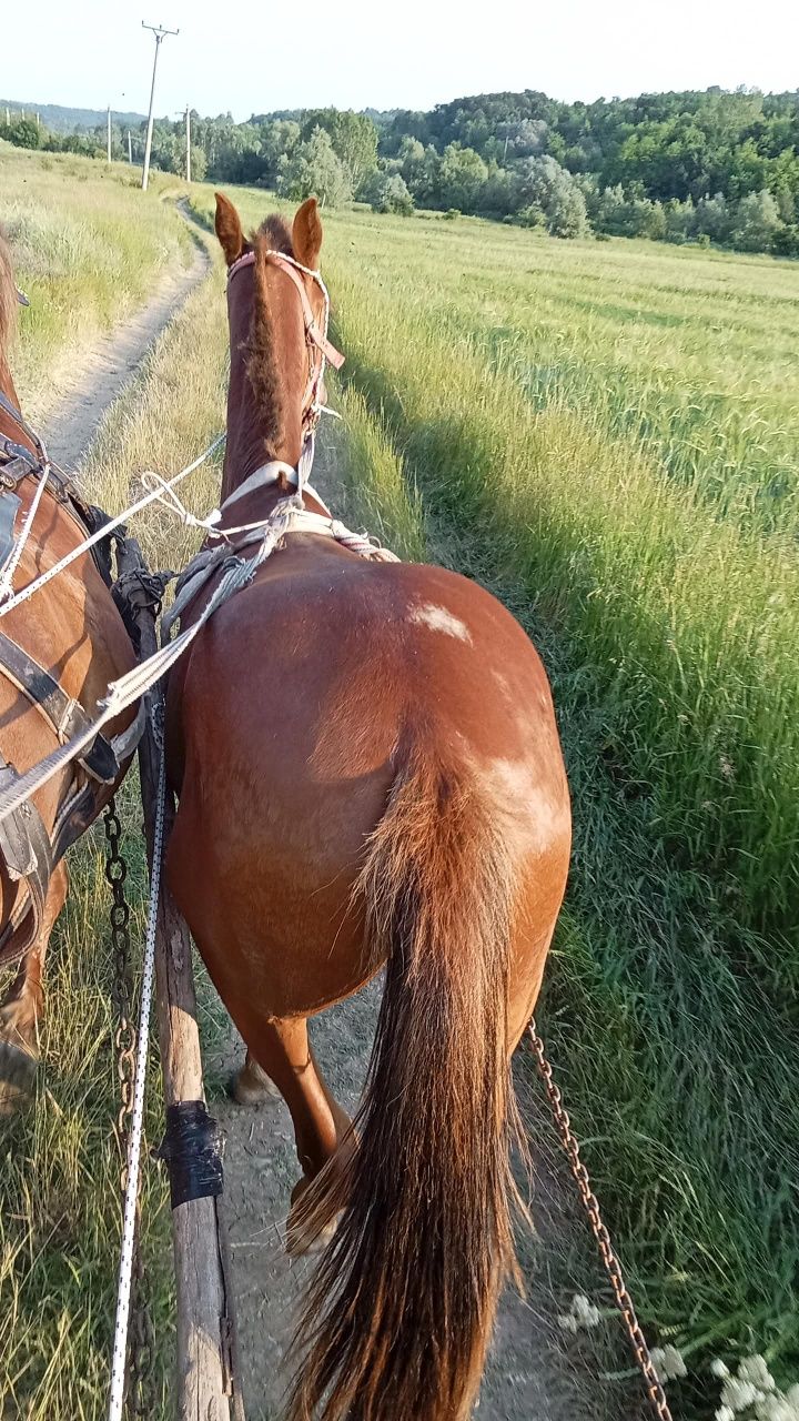 Mânză de vânzare