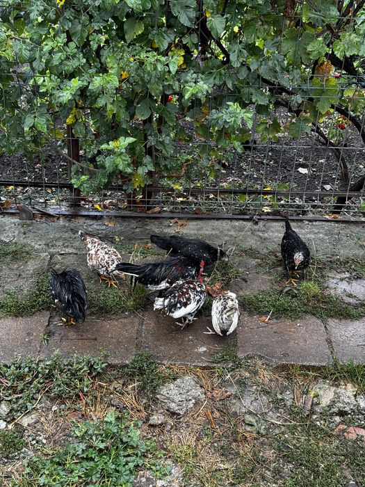 Gaini/Lilici/Pitici de vanzare