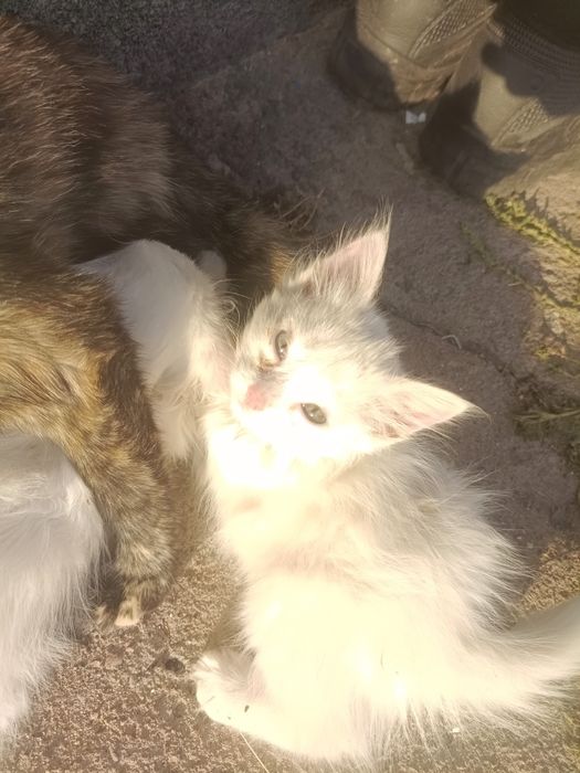 Кошки бесплатно если  хотит с мамой