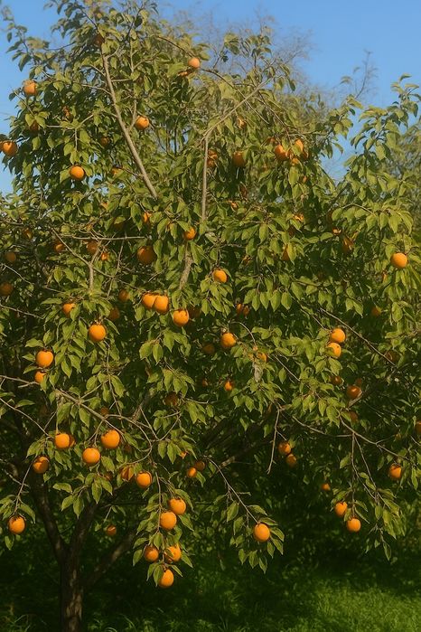 Xurmo sotamiz manzil