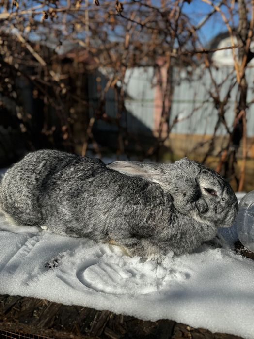 Крольчиха Серый Великан