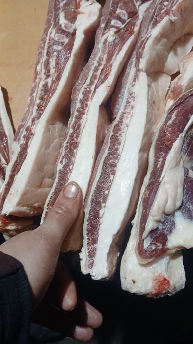 Соғым тай  155 мың