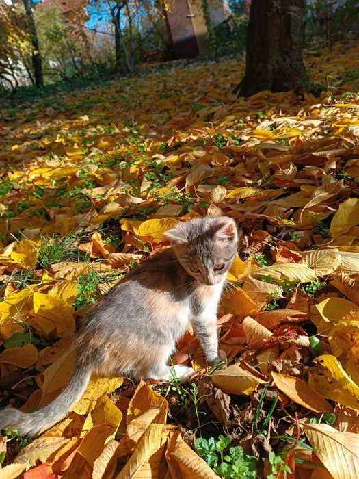 Подарявам женско коте