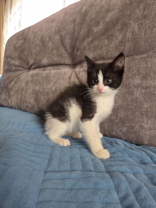 Отдам котят в добрые руки. 4 котёнка.