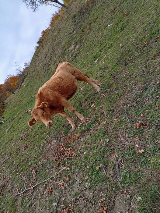 Vând vitica de 7 luni