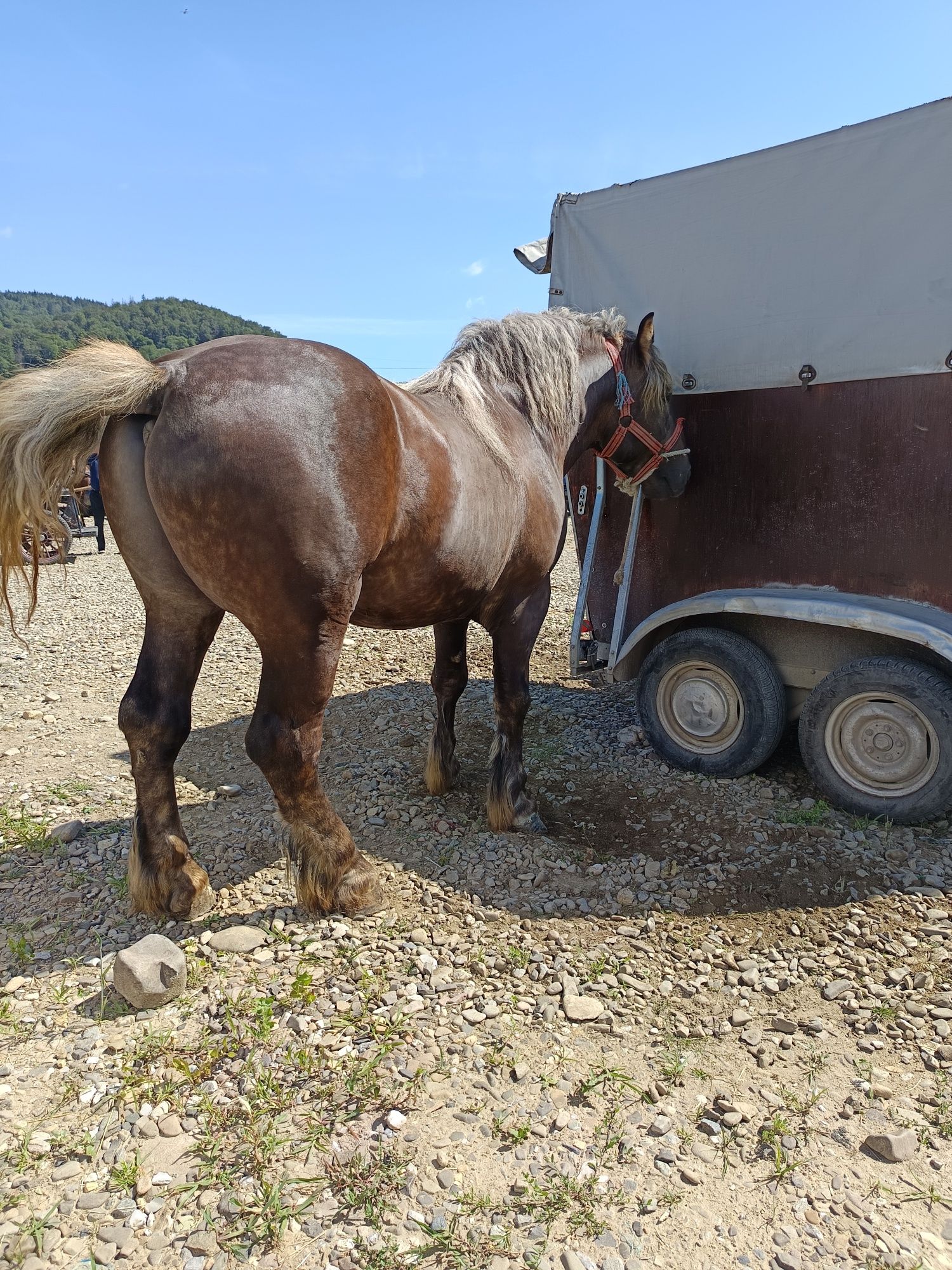 De vânzare mânz de trei ani greutate 750 kg