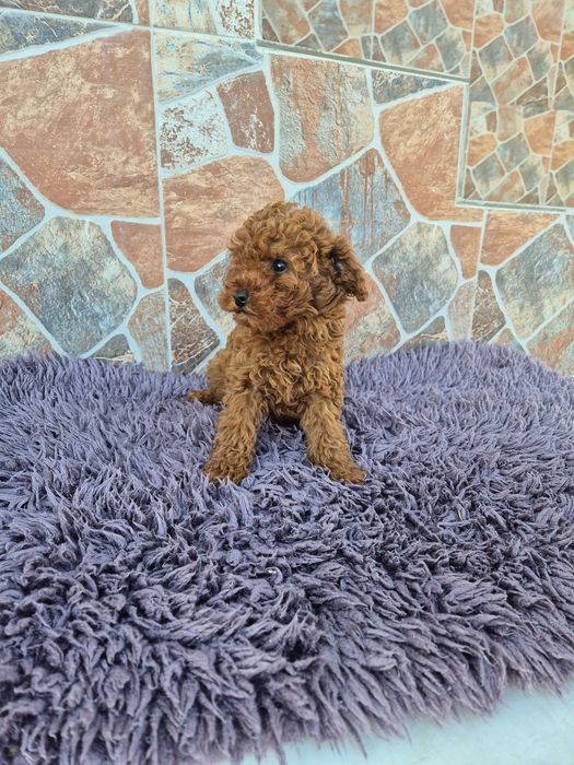 "Мини пуделчета"