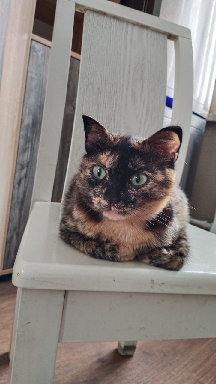 Передержка кошек