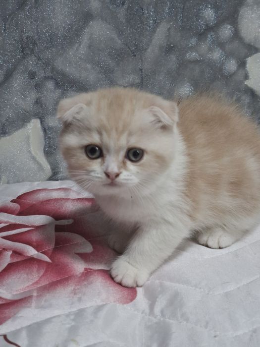 Шотландские скоттиш страйт и скоттиш фолд