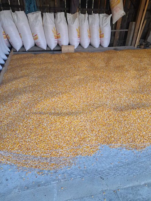 Porumb boabe foarte curat