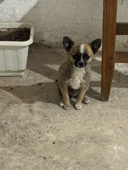 Чихуахуа 2 месяцев