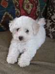 Caniche alb mascul 2 luni