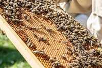 Презимували пчелни семейства ,отводки и майки  2024