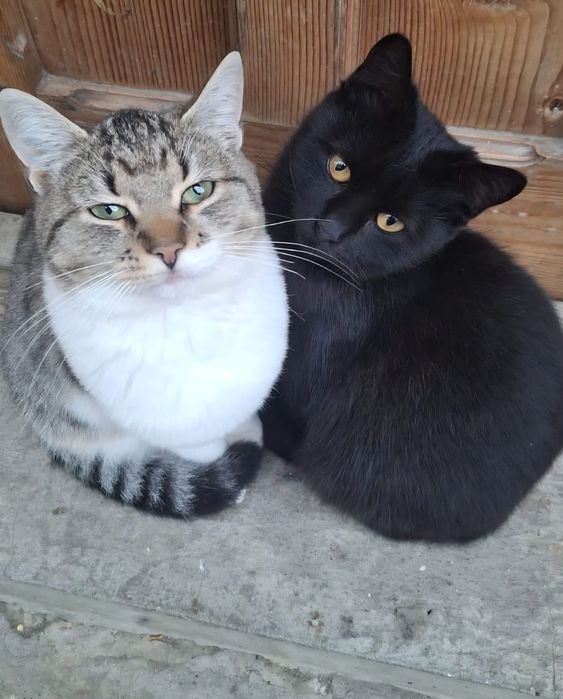 Donez doua pisici 6 luni.