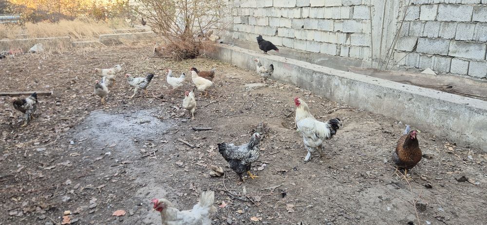 Продаётся куры петух