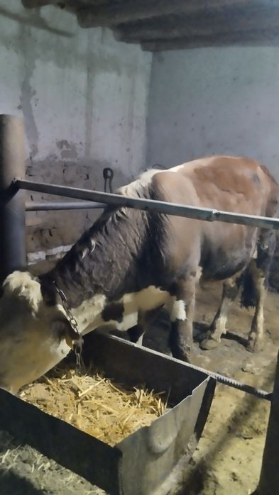 Mol Sotlad Urganchda