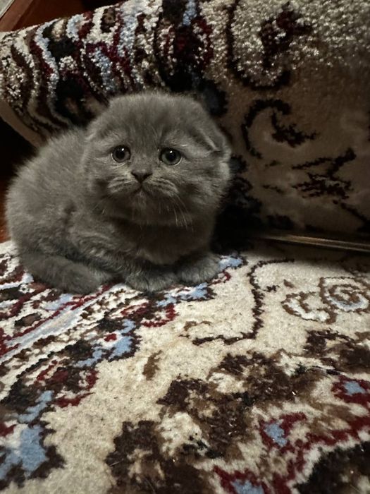 Tozza fold mushukchalar sotiladi