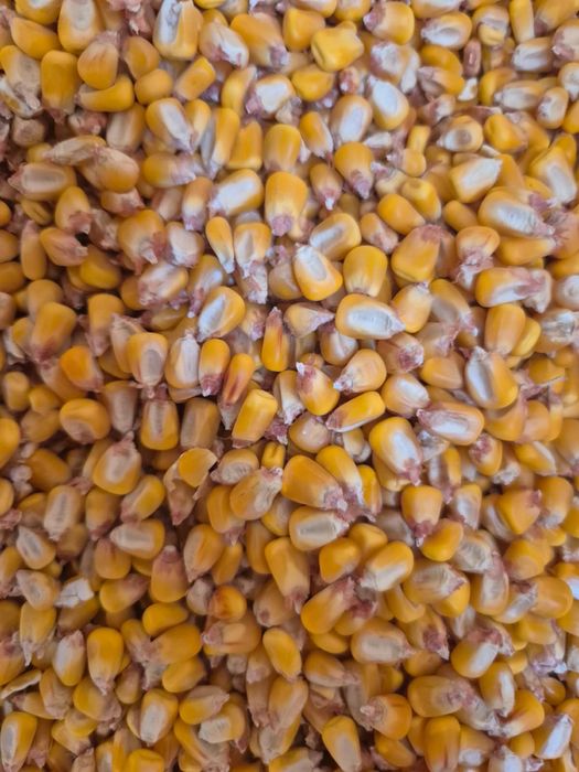 Vand porumb satul roit 1,50kilogramul