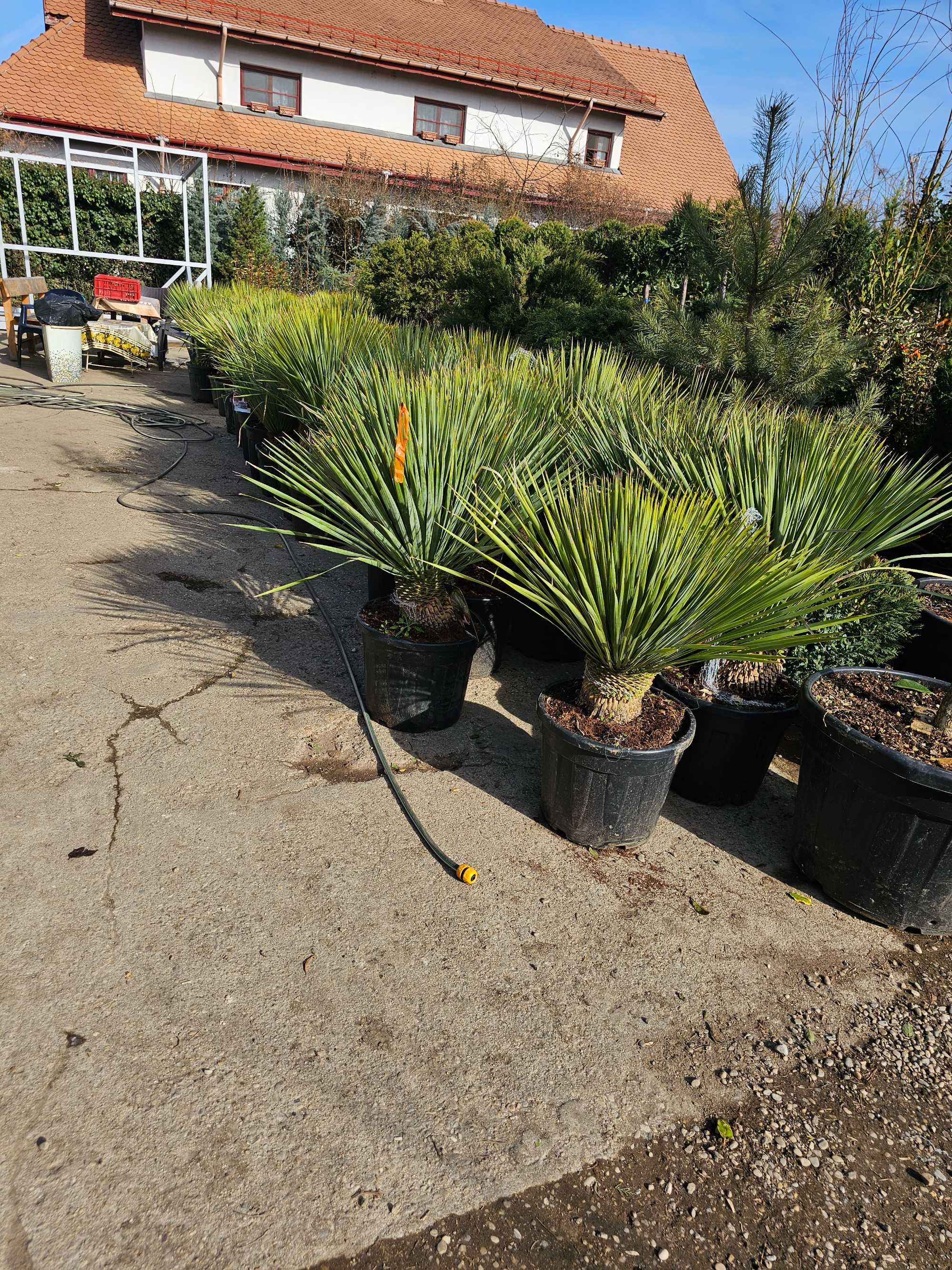 Lelandy laur englezesc tuia smarald palmieri rezistenti la îngheț