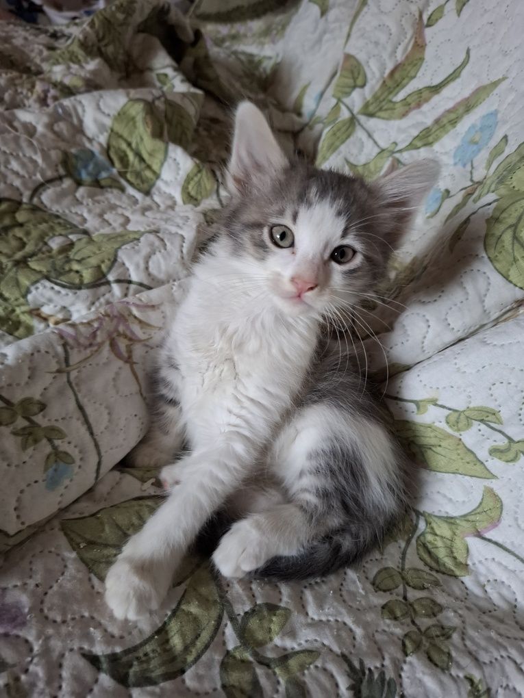 Търсим любящ дом за 3 месечни котенца!