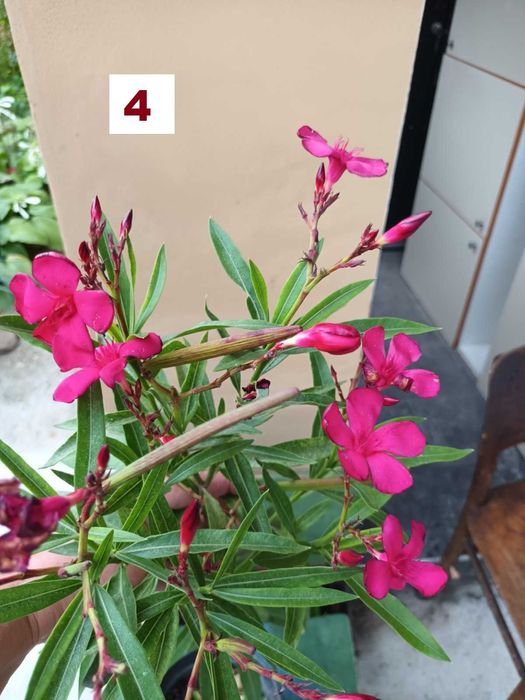 Зокуми,Олеандри,Лян