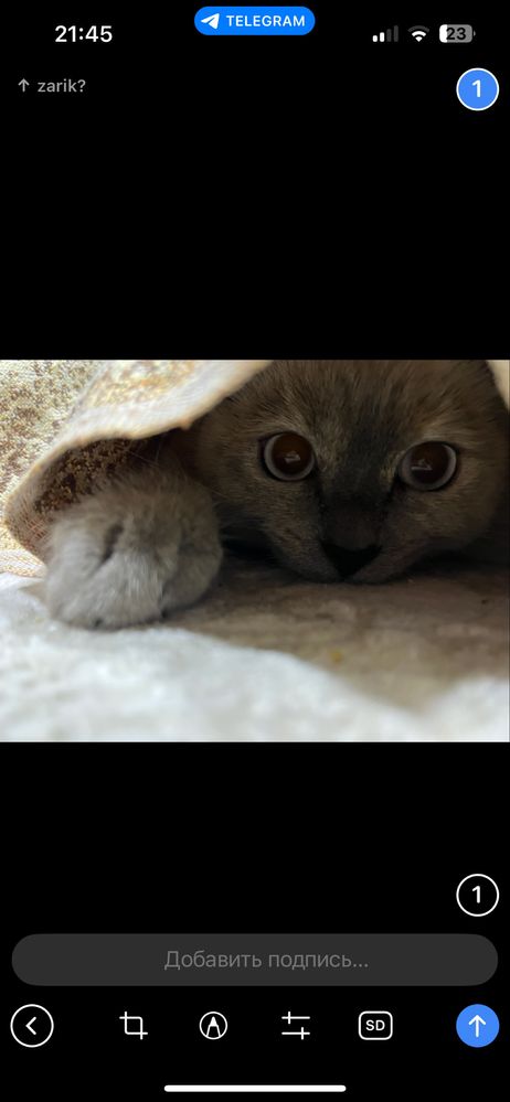 котята породы шиншилла