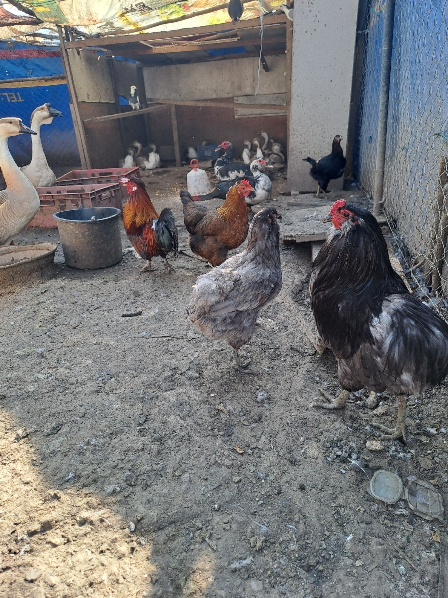 Gaini pitice pereche/gaini araucana pereche