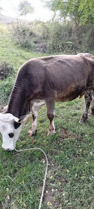 Vând vacă cu lapte.