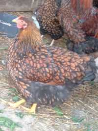 Vând oua de găină pentru incubat