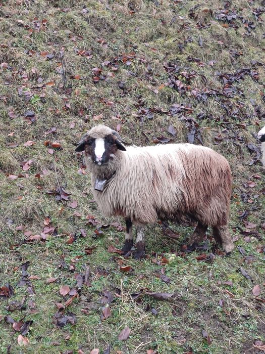 Vând 3 miele din oi bune
