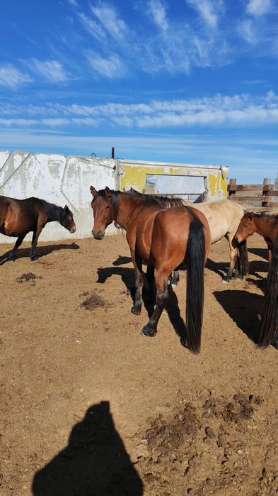 Айғыр сатылады. Ұйірде жүр