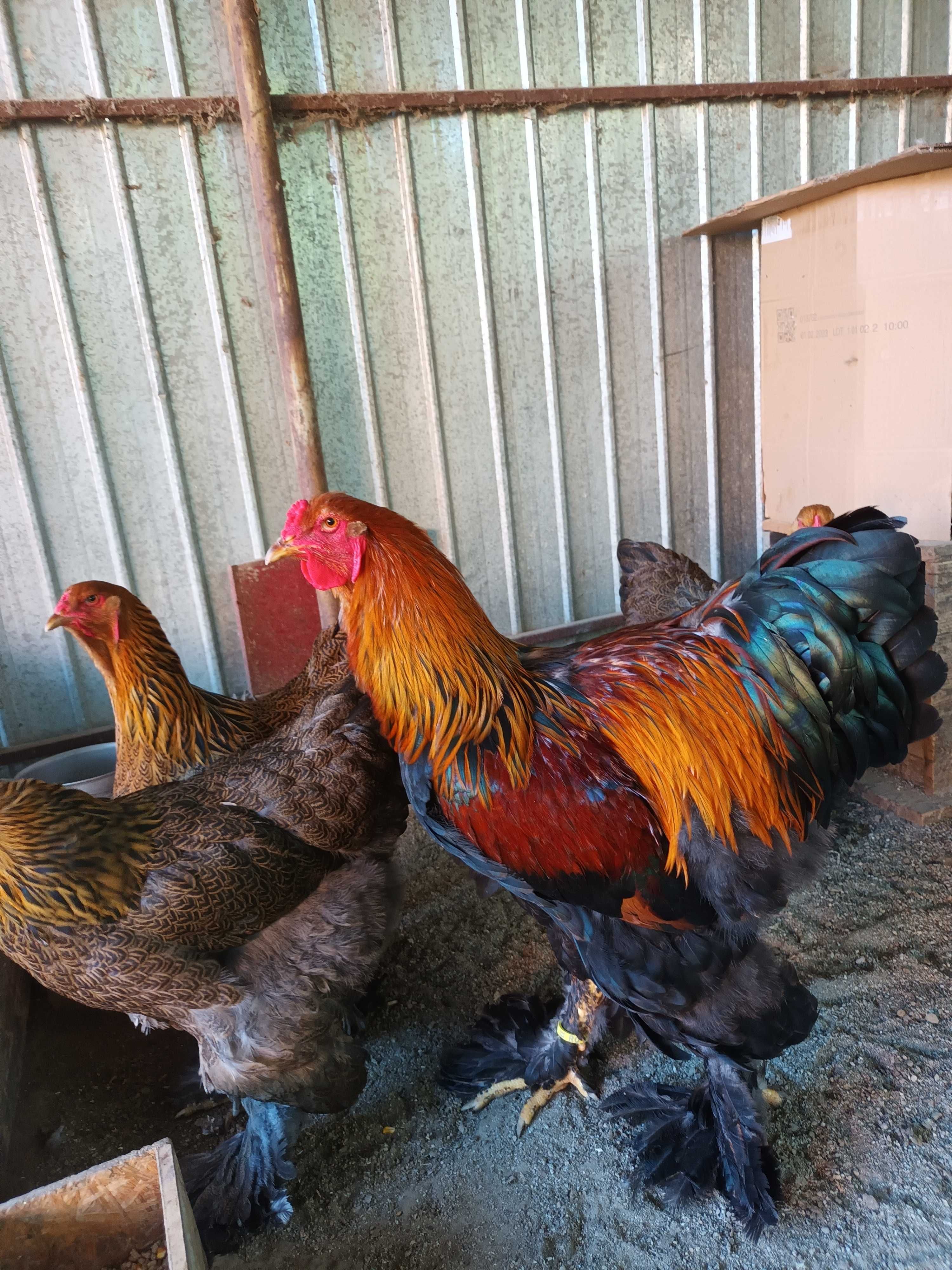 Brahma cocosi si gaini