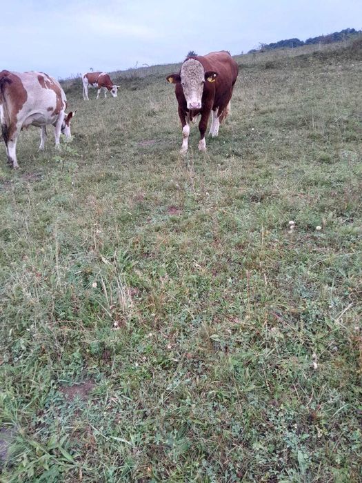 De vânzareTaur autorizat