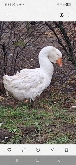 Gascan holmogor de anu asta