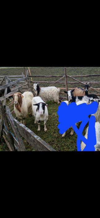 Vand 4 capre și 1 tap