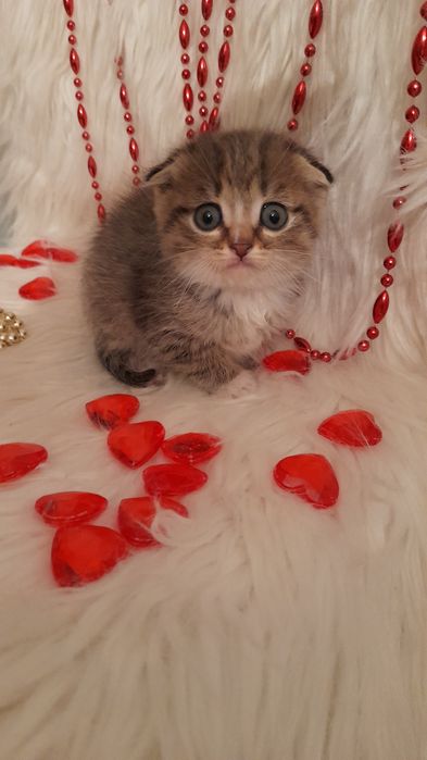 Шотландский вислоухий мальчик