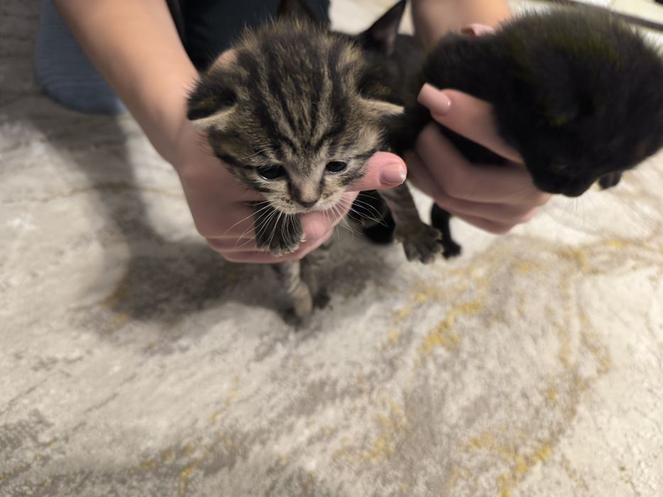 Котята ищут доброго хозяина