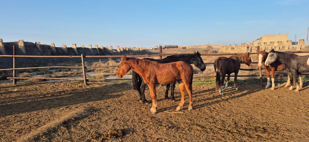 Продам жиребчика полутяжа