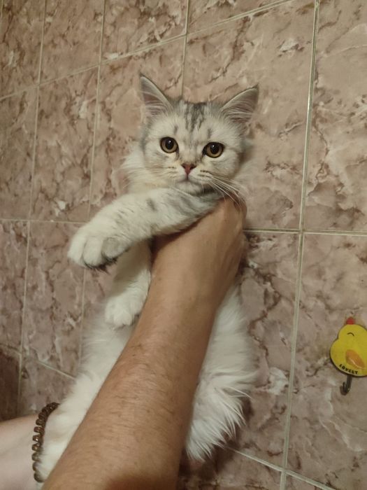 Шотландские котики и кошечки