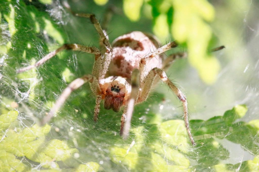 Sigma 180mm Apo Macro EX 3.5 обектив за Canon