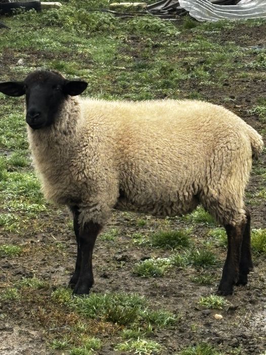 Vand berbec si noatina sulffok