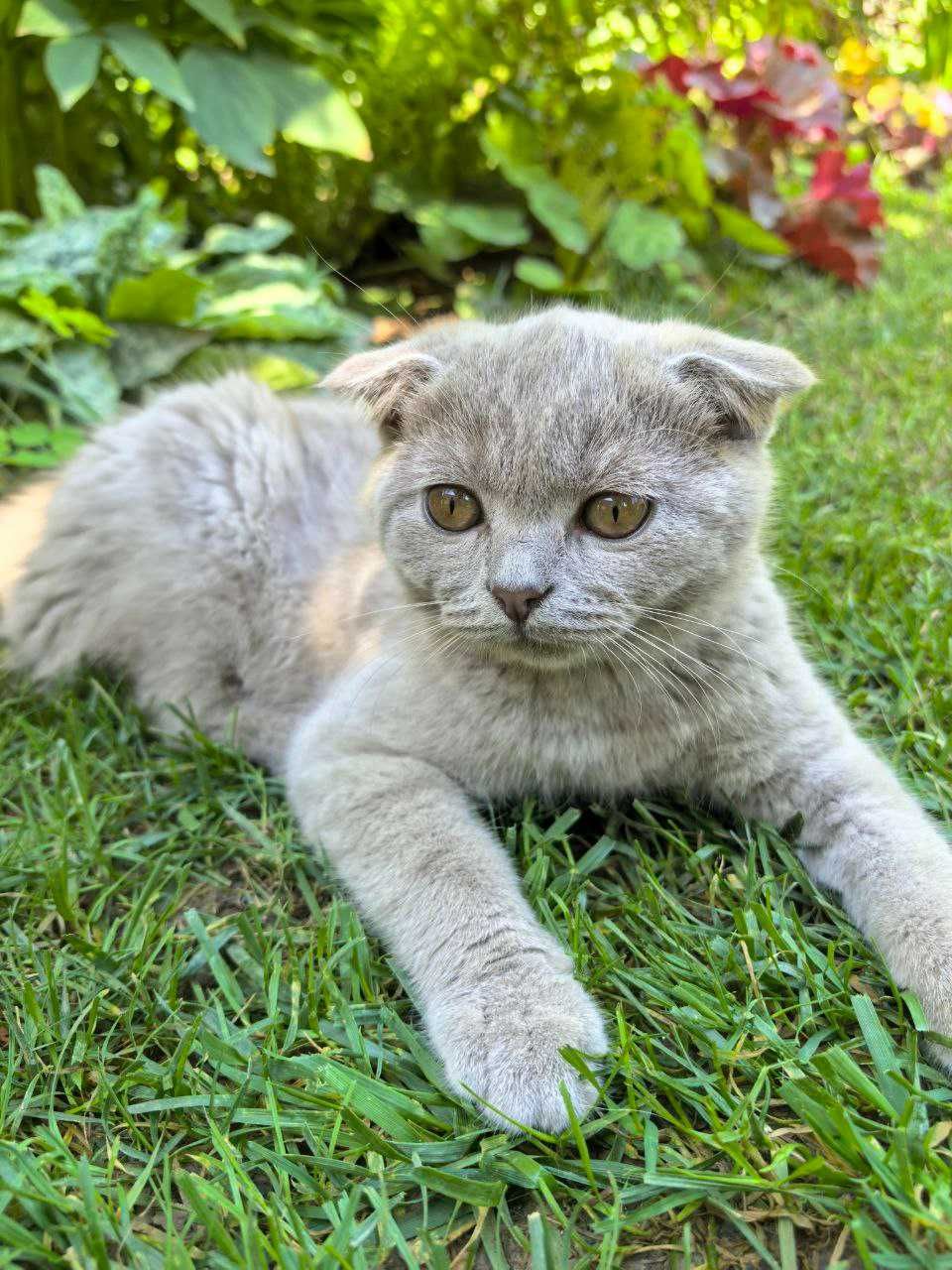 Продаются лиловые котята шотландской вислоухой кошки Девочки иМальчики