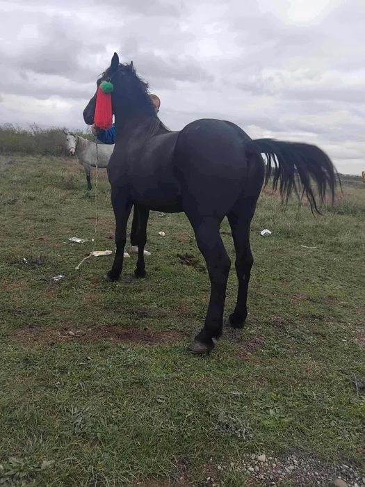 Vând cal castrat de 5ani