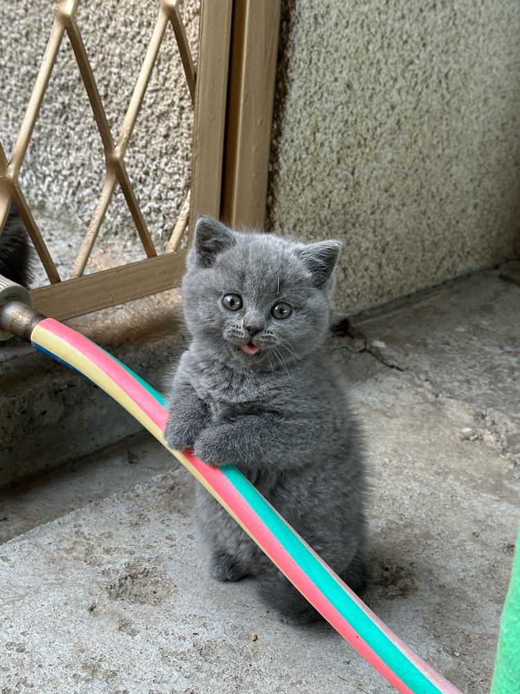 Британский котенок