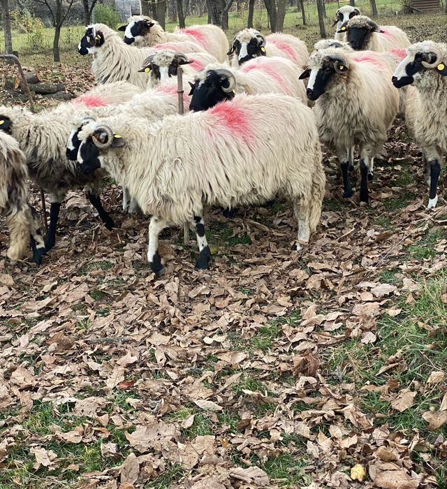 Mieluțe breze de Hațeg.